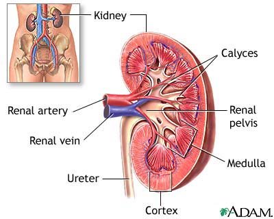 kidney