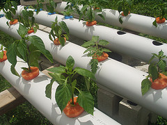 Barbados Entrepreneurs: Aquaponics and Solar Energy