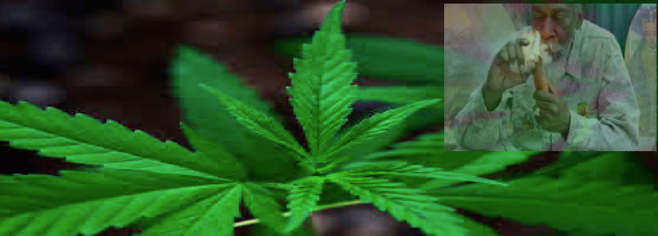 Enlightened Rastafari