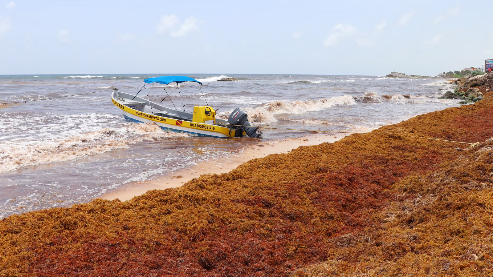 sargassum